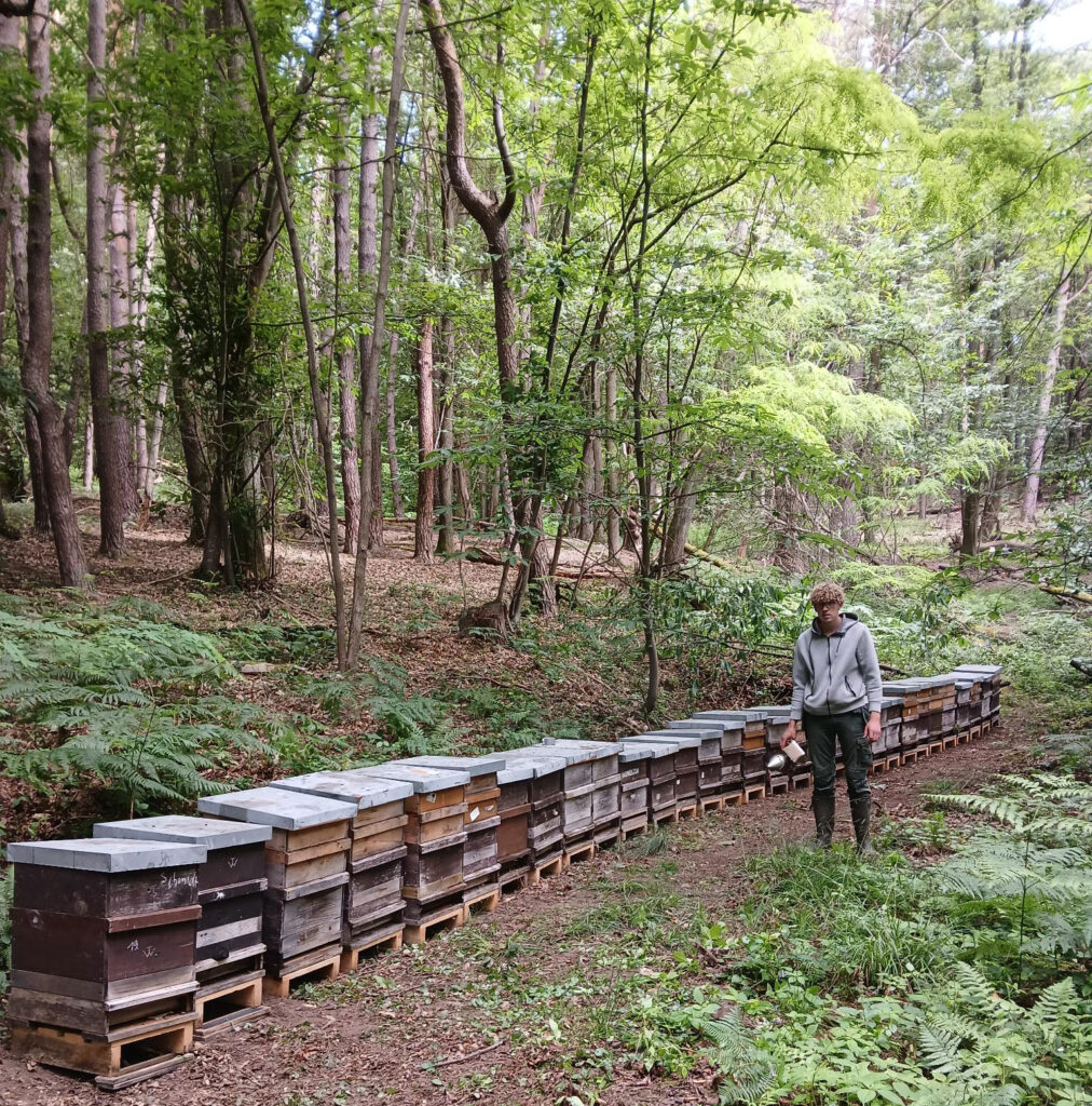 Bienenvölker bei Dörrenbach