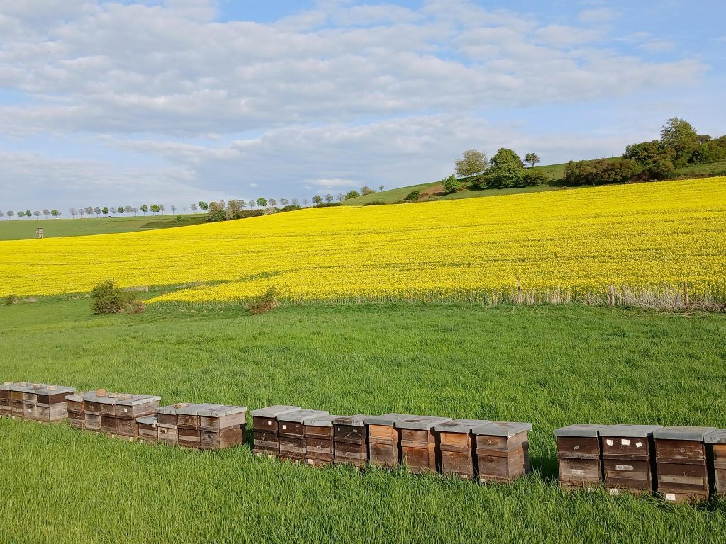 Bienen am Rapsfeld im Bliesgau