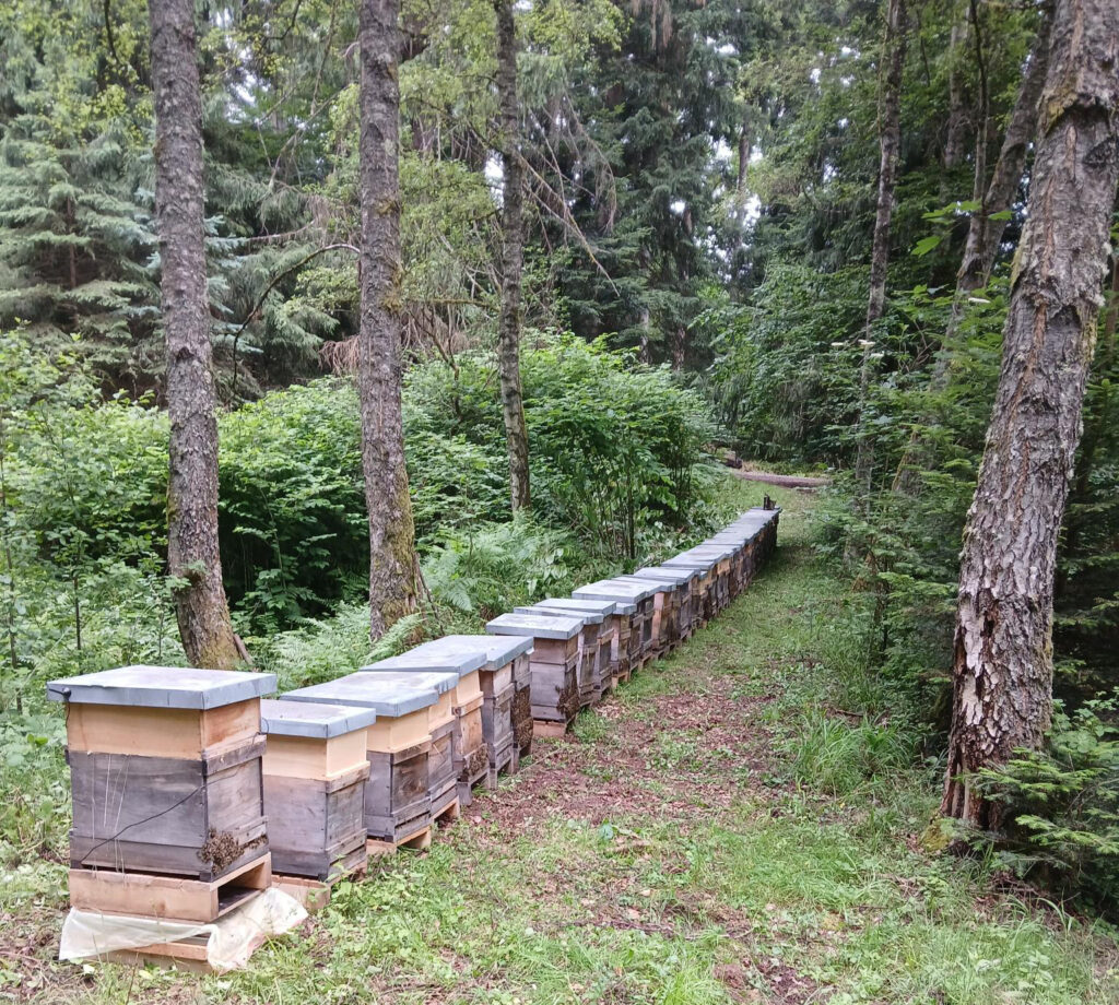 Bienenvölker im Schwarzwald